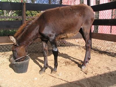 Blackie 6 months after surgery. Aruba donkey sanctuary