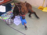 Blackie after surgery. Aruba Donkey Sanctuary