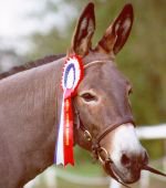 Donkey Breed Society