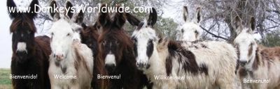 website logo donkeysworldwide