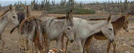 donkey group