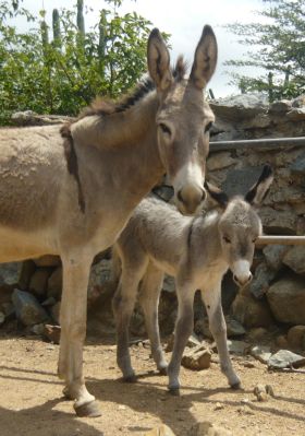 Miranda and Snoopy. Aruba Donkey Sanctuary