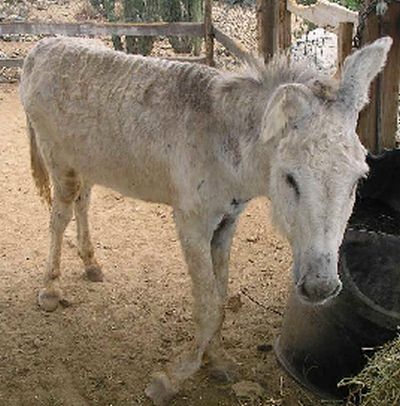 Old donkey with two broken legs. Aruba Donkey Sanctuary